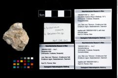 Foto (Objekt + Etikett) von Goniodromites sp.  (NHMW-GEO-1990-0041-4361b)